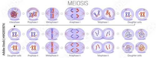 Diagram of Meiosis vector. Meiosis I and Meiosis II. Crossing over. Prophase, Metaphase, Anaphase, and Telophase. Cell division for education use.