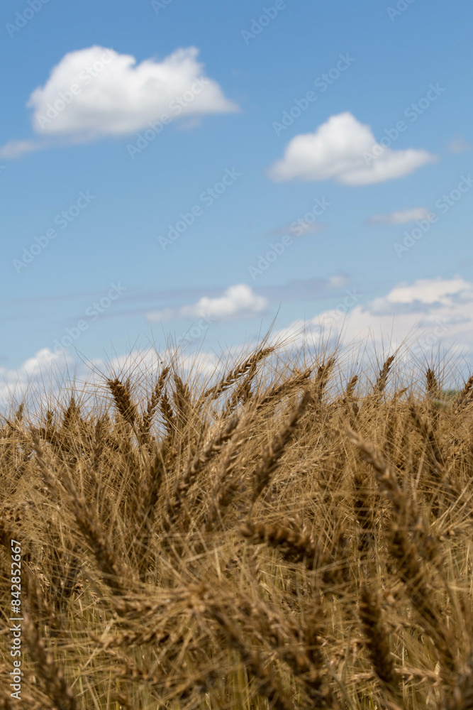 Fototapeta premium 青空と収穫間近の小麦畑