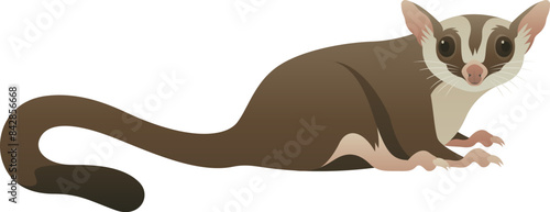 Color vector illustration of small flying sugar glider side view. Omnivorous, arboreal, gliding possum. Wild animal isolated on white background. Exotic pet and tropical wildlife.