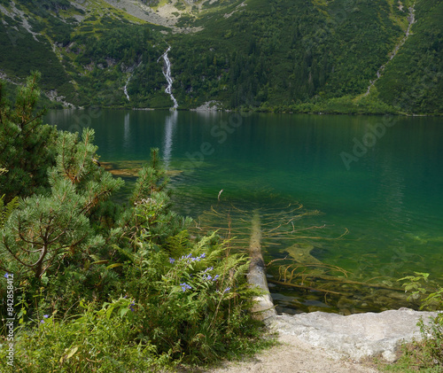 Tatry, Morskie Oko, drzewo w wodzie