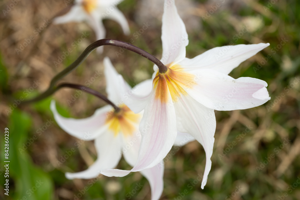 Obraz premium Faint Pink Runs Along the Petals Of Avalanche Lily