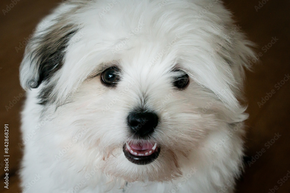 Happy coton de tulear puppy playing with its toy. The furry little companion has a lot to learning during dog training. Happy coton de tulear puppy playing with its toy. The furry little companion has a lot to learning during dog training.