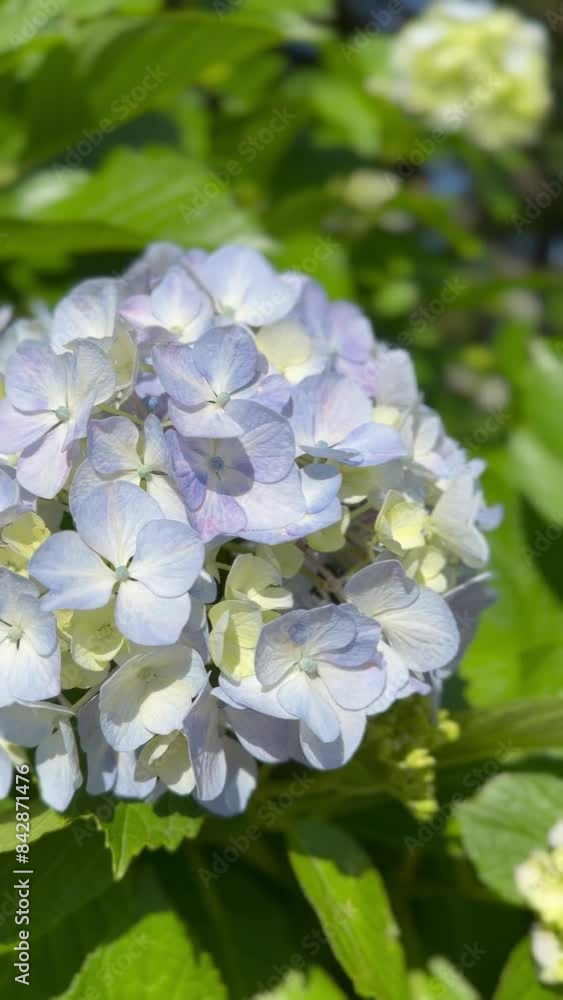 Hydrangeas Hydrangeas