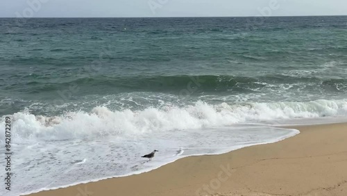 Bird standing on a beach with ocean waves