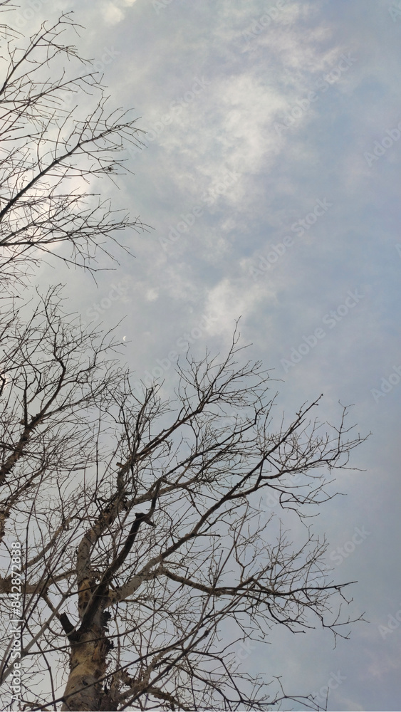 dead tree branches against sky with cloud in afternoon time portrait mode dead tree branches against sky with cloud in afternoon time portrait mode