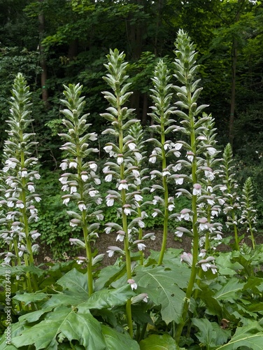 Canvas Print Spike of flowers of Acanthus mollis (aka bear's breeches, sea dock, bear's foot