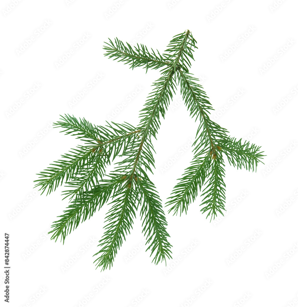 Green pine tree branch isolated on white Green pine tree branch isolated on white