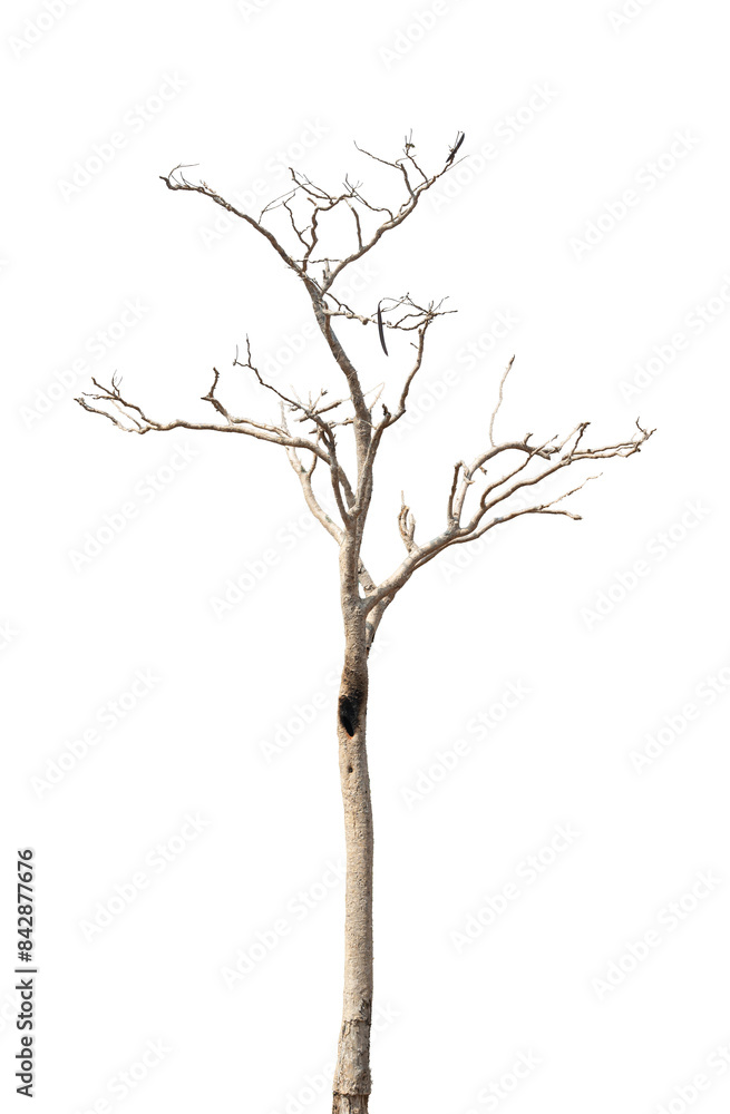 Fototapeta premium Dead tree branch isolated on transparent background PNG file