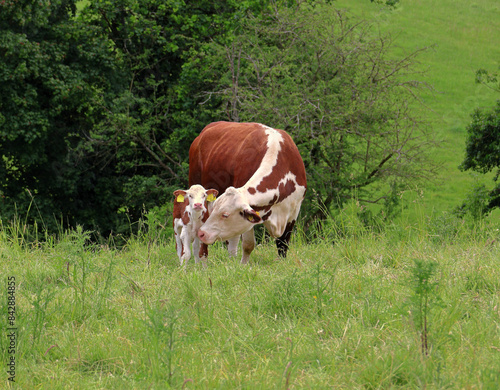 Animals - Hereford Cow and Calf