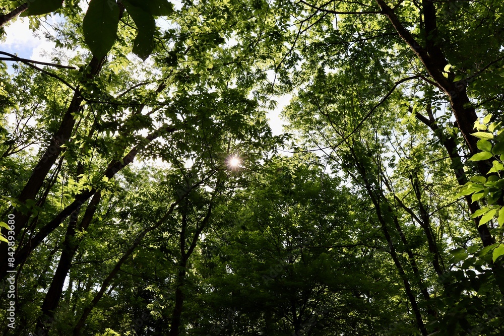 The sunlight coming though the tall trees in the forest. The sunlight coming though the tall trees in the forest.