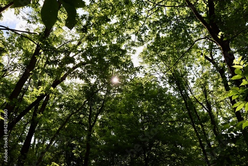 The sunlight coming though the tall trees in the forest.