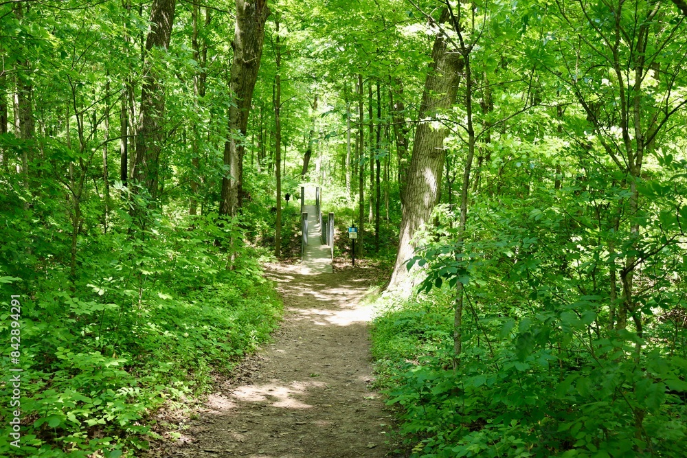 The long empty hiking trail in the forest a spring day. The long empty hiking trail in the forest a spring day.