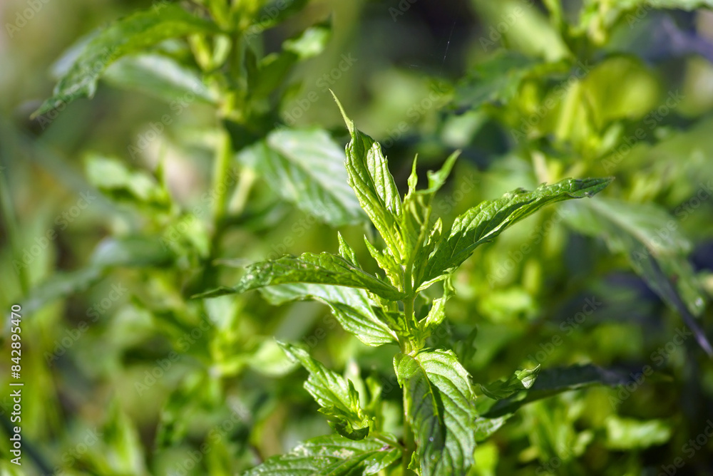 Horse mint (mentha longifolia) leaves photographed close up on a sunny day. Growing mint in the garden. Horse mint (mentha longifolia) leaves photographed close up on a sunny day. Growing mint in the garden.