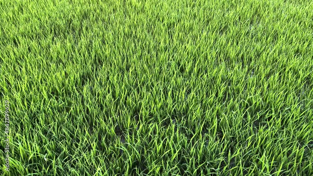 Lush Green Rice Seedlings in Paddy Field. Lush Green Rice Seedlings in Paddy Field.