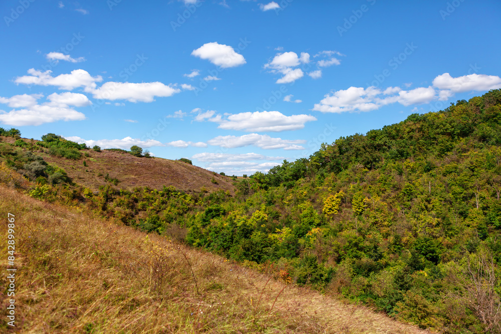 Rolling green hillside with wildflowers and forest Rolling green hillside with wildflowers and forest