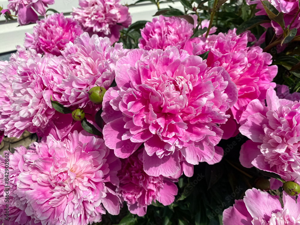 beautiful soft pink peony flowers close-up. floral background beautiful soft pink peony flowers close-up. floral background