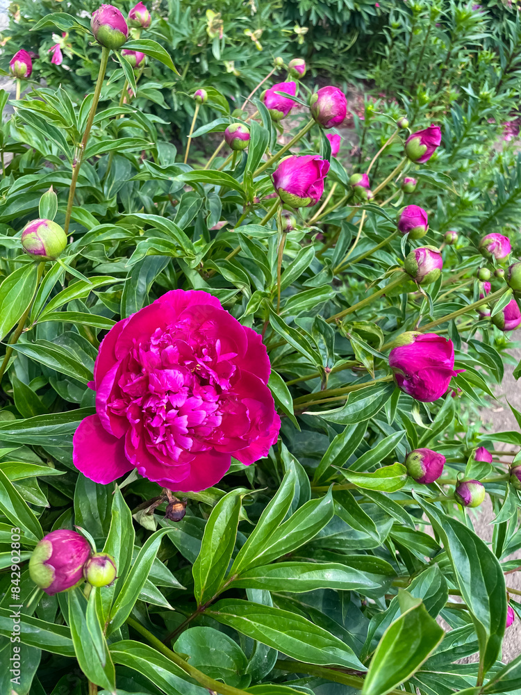 beautiful bright fuchsia peonies flowers close-up. floral background beautiful bright fuchsia peonies flowers close-up. floral background