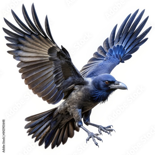 Realistic Raven in Flight Against a White Background. Generative AI photo