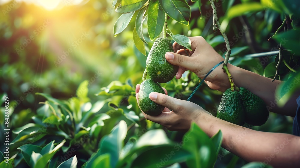 Fototapeta premium Person harvesting avocados, hands carefully selecting fruit, sunny orchard, lush green foliage, isolated, agricultural scene, copy space
