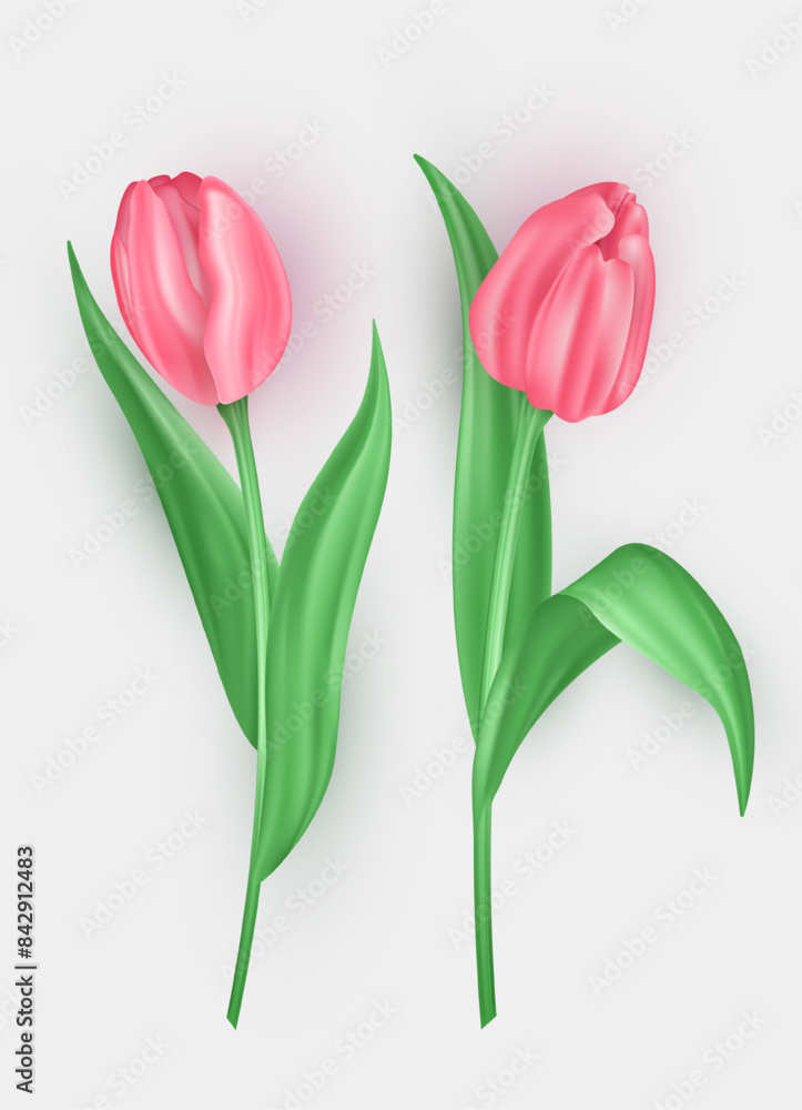 Set of two realistic 3d tulip with soft pink petals isolated on white background. Three dimensional beautiful blossom spring flower buds, floral decoration element Set of two realistic 3d tulip with soft pink petals isolated on white background. Three dimensional beautiful blossom spring flower buds, floral decoration element