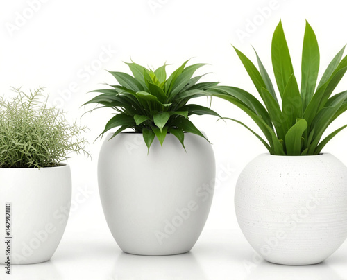 Modern vase and interior plants pots furniture , isolated on white background