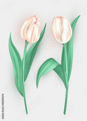Set of three dimensional tulip flowers with white petals and green leaves isolated on white background. 3d realistic vector blossom spring flowers as decoration element for greeting cards  banners