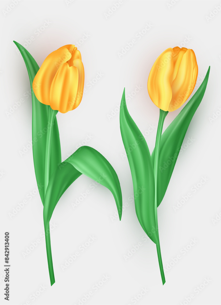 Set of three dimensional tulip flowers with yellow petals and green leaves isolated on white background. 3d realistic vector blossom spring flowers as decoration element for greeting cards, banners Set of three dimensional tulip flowers with yellow petals and green leaves isolated on white background. 3d realistic vector blossom spring flowers as decoration element for greeting cards, banners