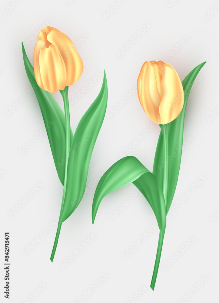 Set of realistic 3d tulips with soft yellow petals isolated on white background. Three dimensional beautiful blossom spring flower buds, floral decoration element Set of realistic 3d tulips with soft yellow petals isolated on white background. Three dimensional beautiful blossom spring flower buds, floral decoration element
