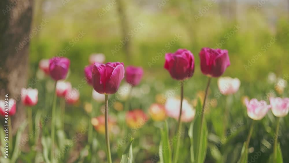 multi-colored tulips in vegetable gardens with natural lighting multi-colored tulips in vegetable gardens with natural lighting