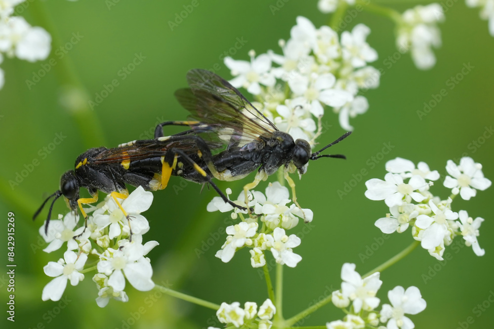 Closeup on a copulation of the European Macrophya montana sawfly, Macrophya montana Closeup on a copulation of the European Macrophya montana sawfly, Macrophya montana