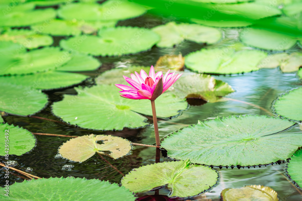 single a pink water lily flower with leaves in the pond single a pink water lily flower with leaves in the pond