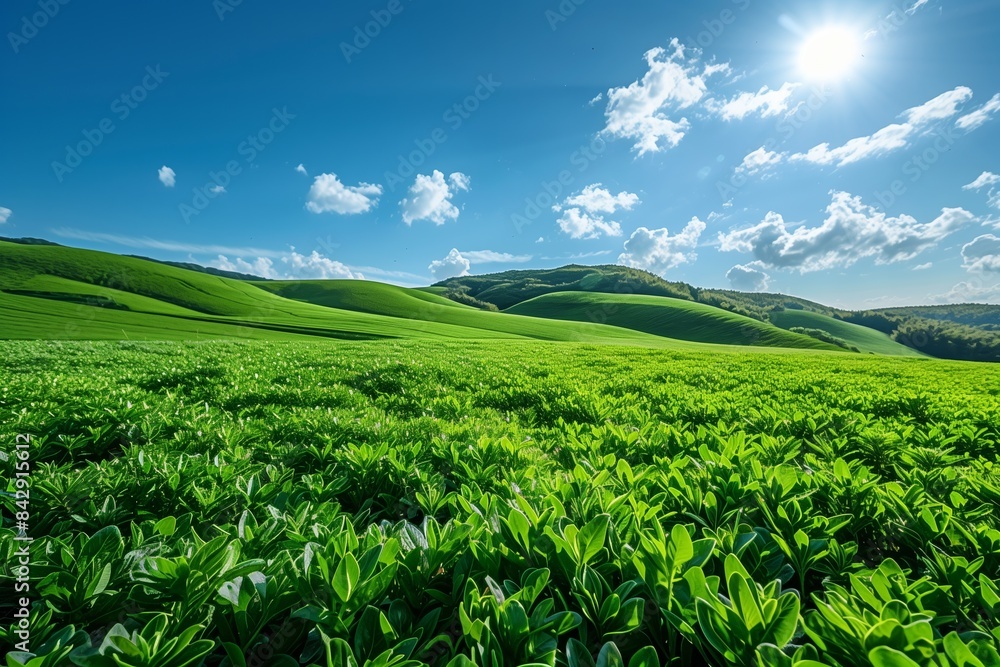 Fototapeta premium A panoramic view of a green field with rolling hills in the background, under a bright blue sky with fluffy white clouds