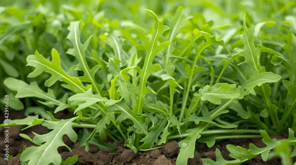 Fresh Arugula Leaves in Lush Green Garden Fresh Arugula Leaves in Lush Green Garden