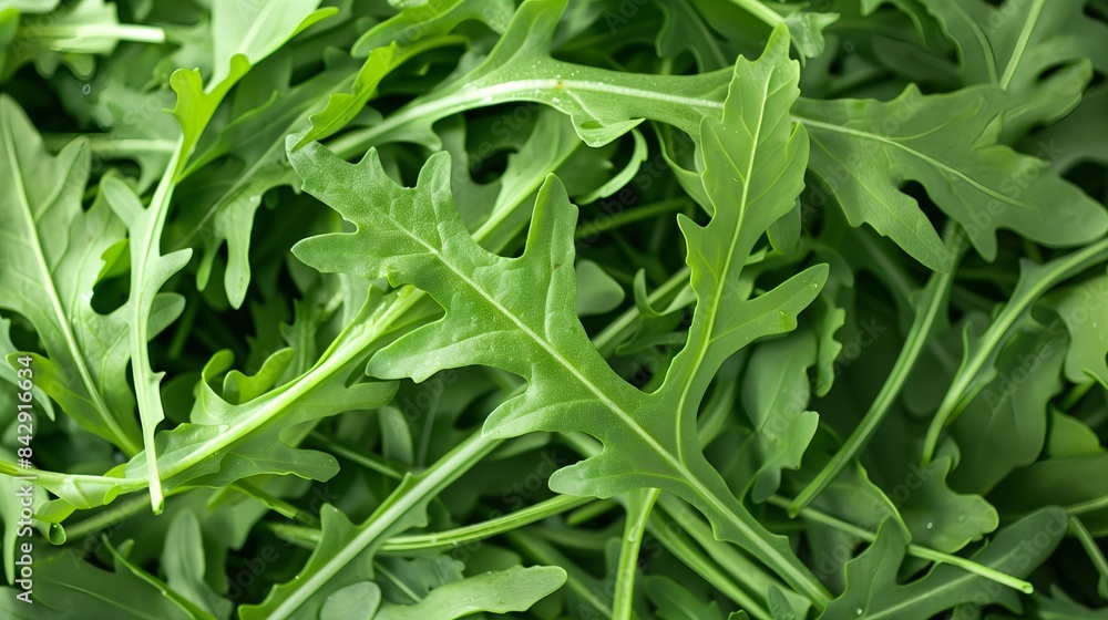 Fresh Arugula Leaves in Lush Green Garden Fresh Arugula Leaves in Lush Green Garden
