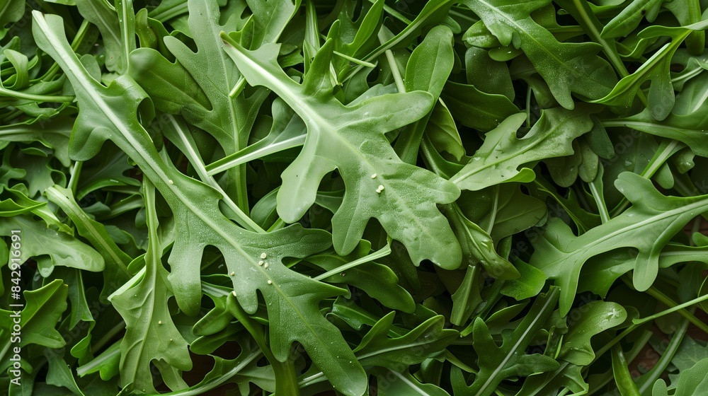 Fresh Arugula Leaves in Lush Green Garden Fresh Arugula Leaves in Lush Green Garden