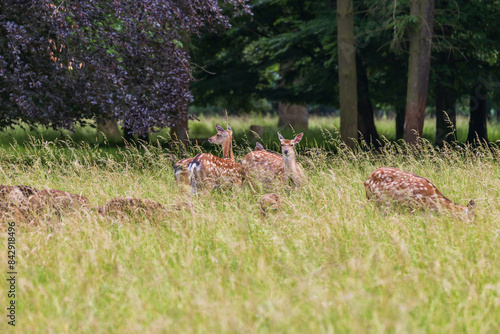 Sika deer - Cervus nippon stands on a meadow in the grass. Wild foto photo