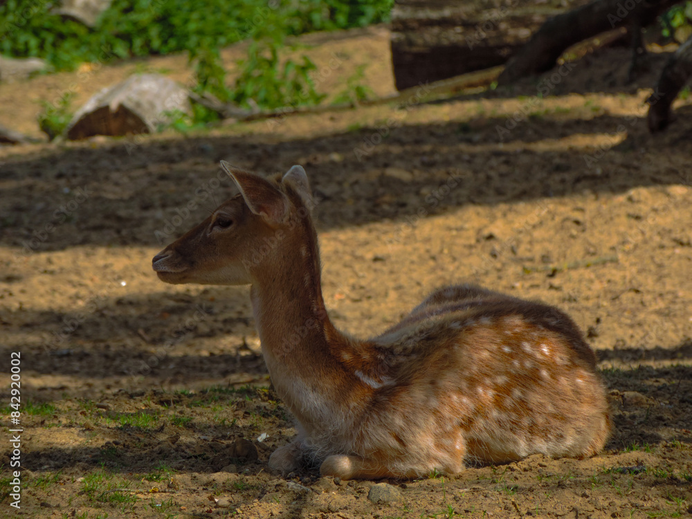 Fototapeta premium Pstrokaty jeleń