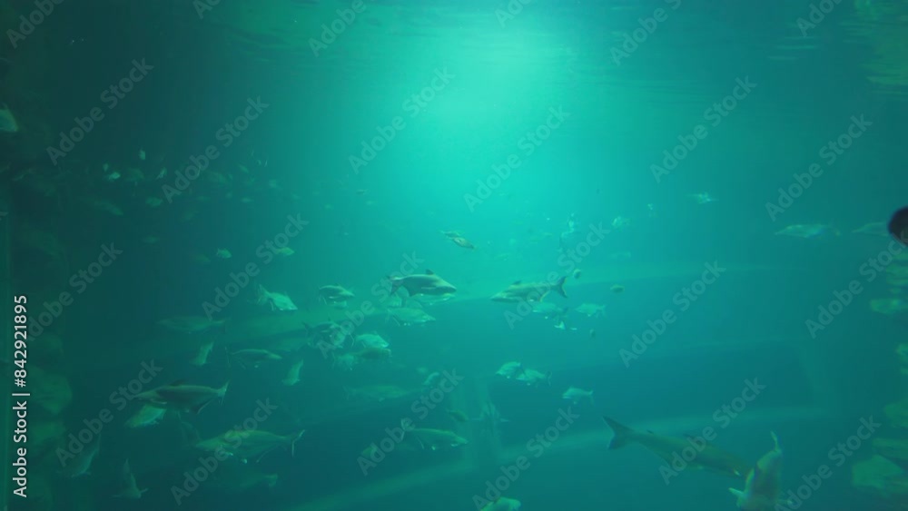 Fish in aquarium tunnel. Marine animal life. Fish in aquarium tunnel. Marine animal life.