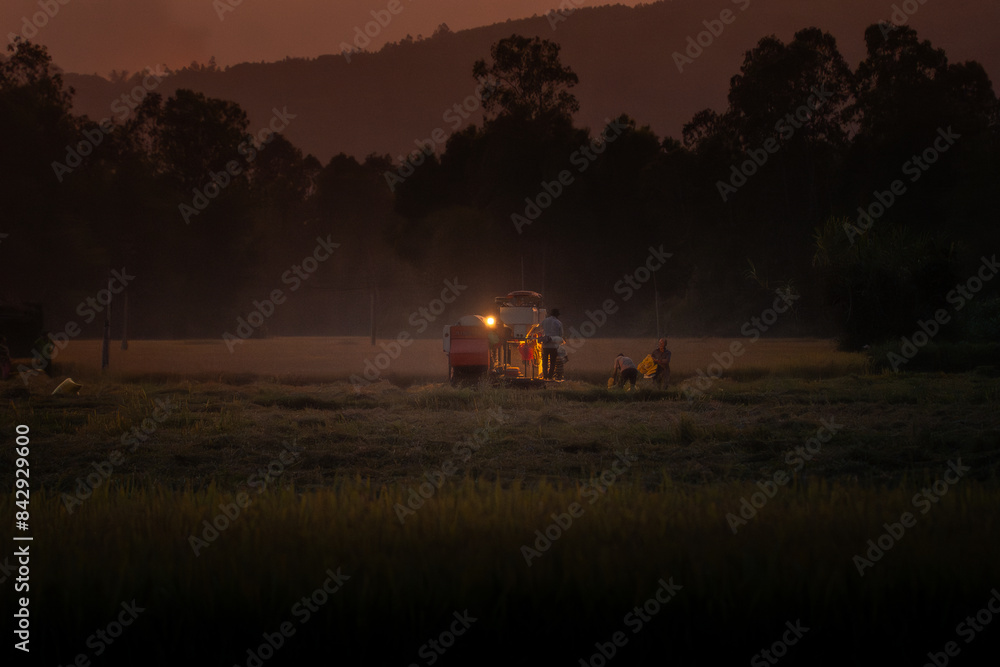 Fototapeta premium View of rice field in Phu Yen, Vietnam. Rice production in Vietnam in the Mekong and Red River deltas is important to the food supply