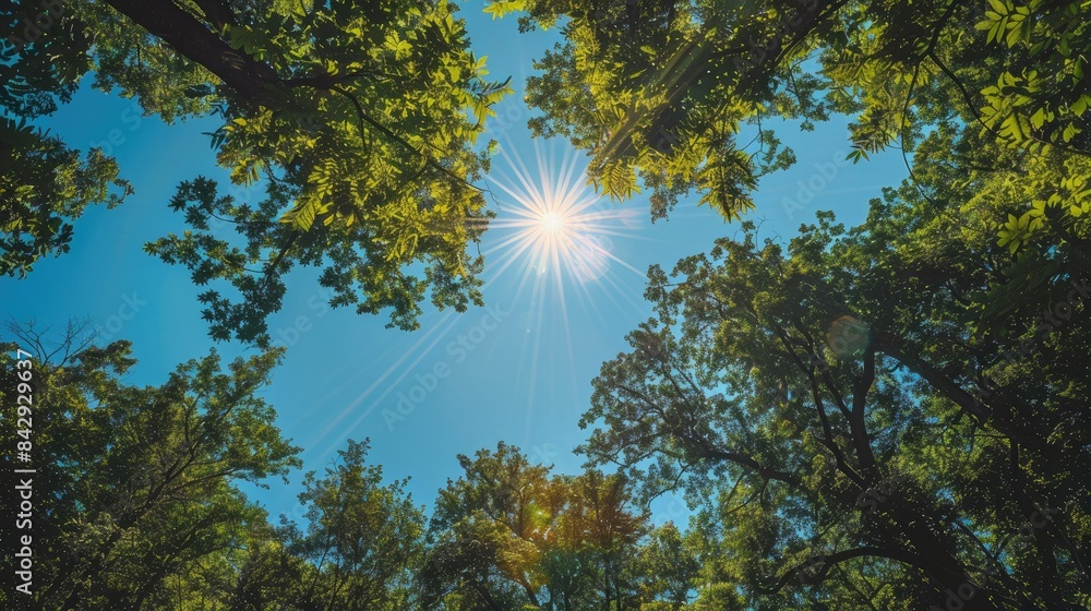 Obraz premium Sun shining through a canopy of trees in a dense forest, with a clear blue sky above. Ample space for text at the bottom