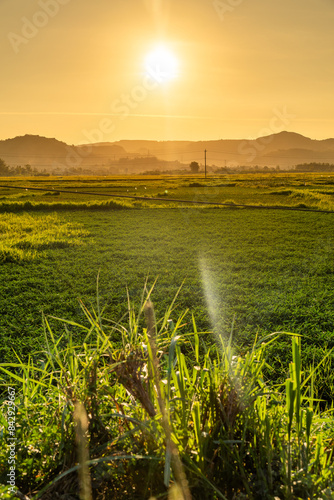 View of rice field in Phu Yen, Vietnam. Rice production in Vietnam in the Mekong and Red River deltas is important to the food supply photo