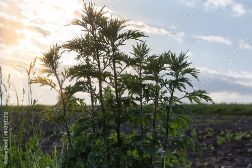 Wallpaper Mural Young mugwort stems against the sky in evening light backlit Torontodigital.ca
