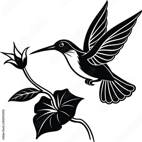 Flying hummingbirds silhouette isolated on white background photo