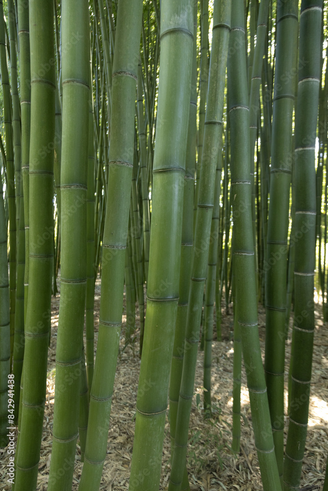 Fototapeta premium Gros plan de la canne de bambou 