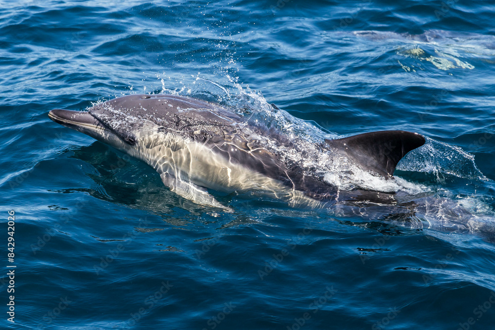 Naklejka premium Wild Dolphin Swimming on the Surface of the Ocean
