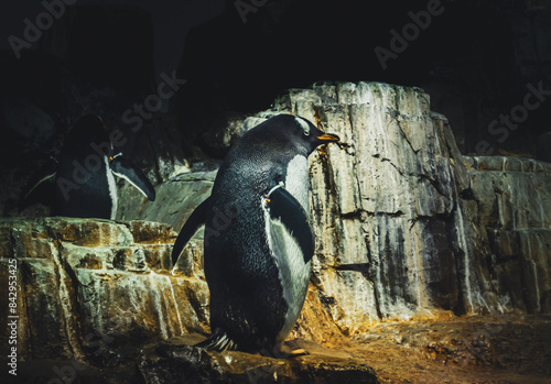 Gentoo penguins are the third-largest species of penguin easily recognized by the wide, white stripe extending like a bonnet across the top of its head and its bright orange-red bill. 