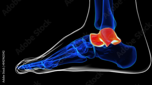 Lateral view of talus bone foot bones anatomy for medical Concept 3D rendering