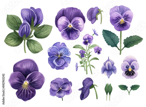 Set of violet pansy flowers and leaves branch seasonal summer, spring illustration