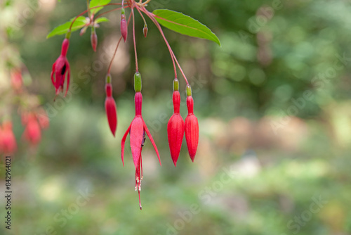 hanging red fuchsias in front of a blurred background photo