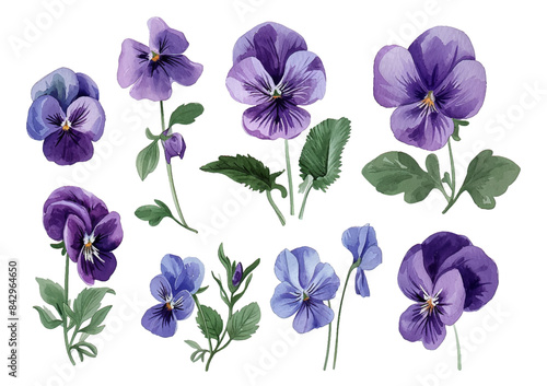 Set of violet pansy flowers and leaves branch seasonal summer, spring illustration